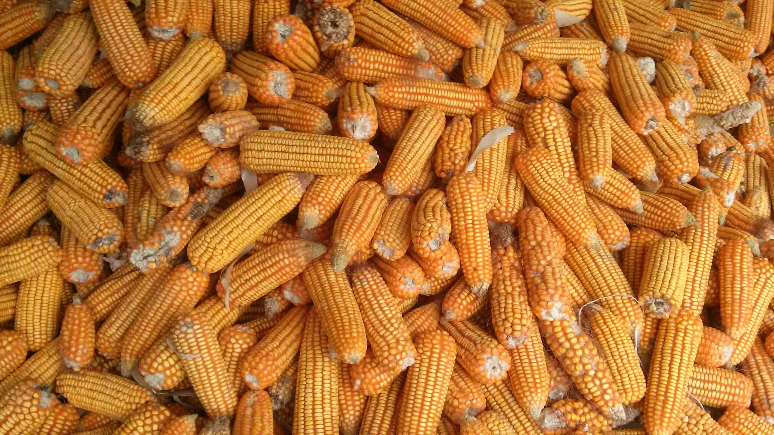 corn used for deer baiting