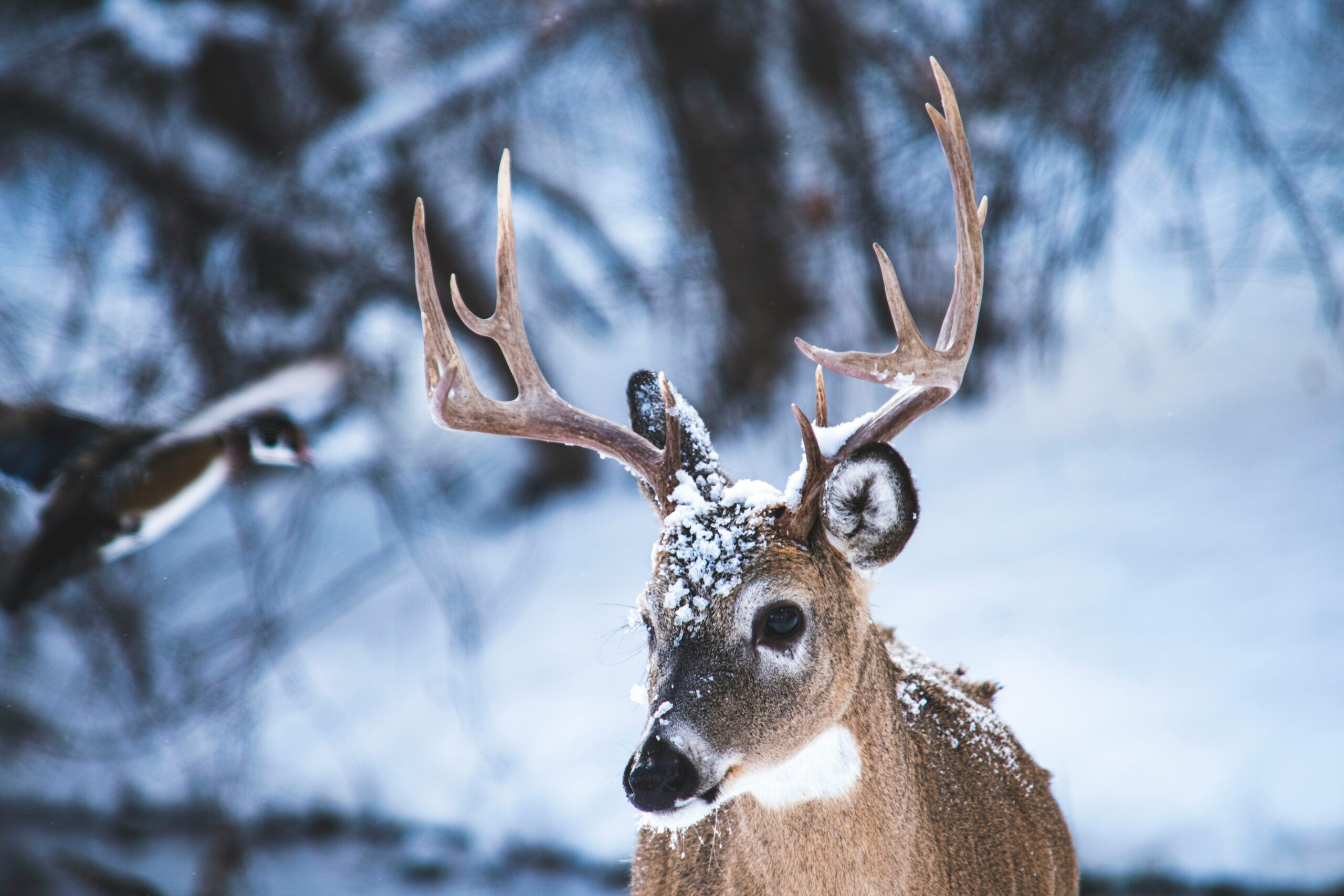 whitetail buck in snow