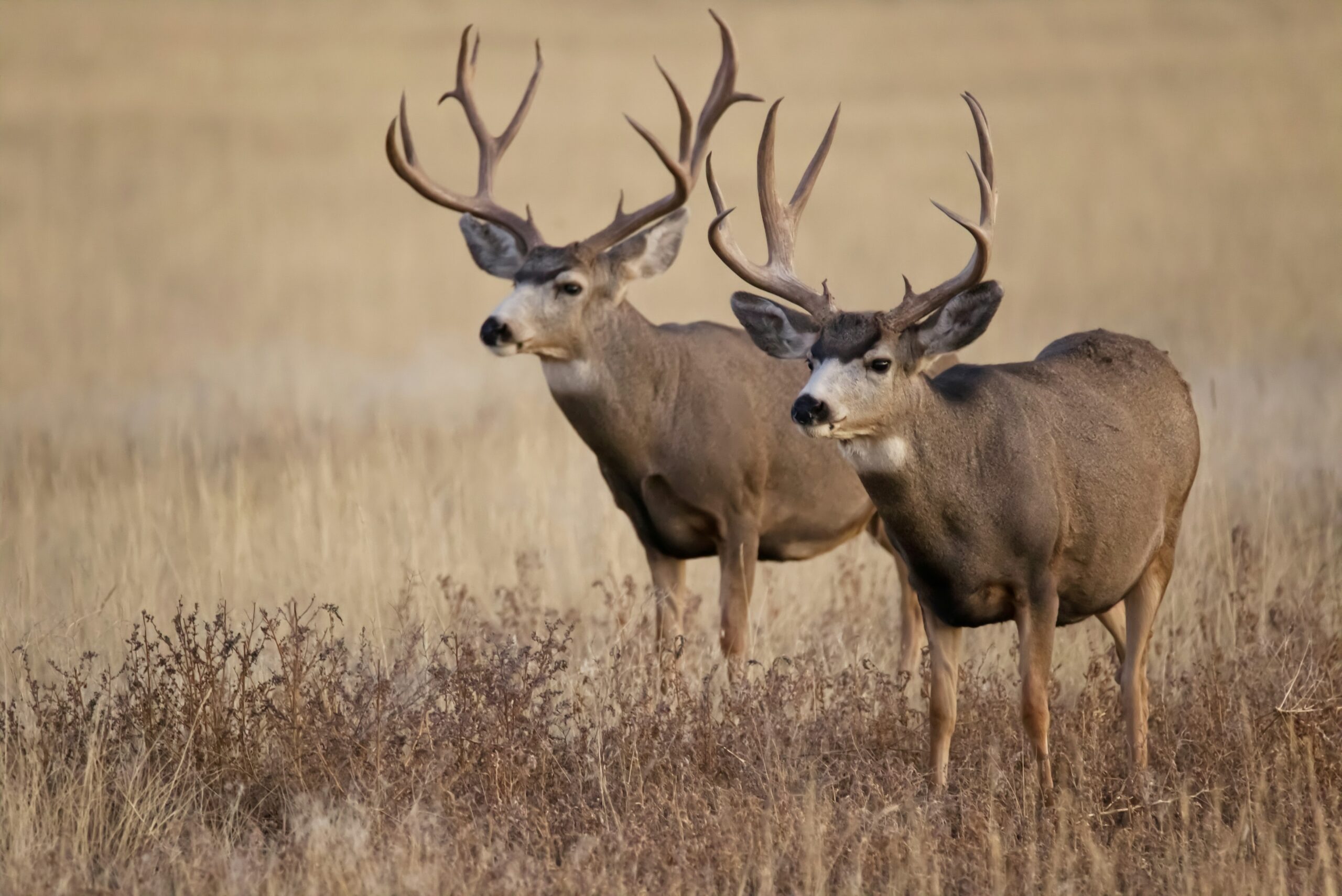 michigan one buck rule passed
